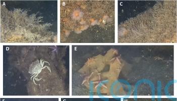 Scientists find marine life thriving on Second World War explosives in sea