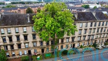 Glasgow’s ‘Argyle Street Ash’ wins Tree of the Year 2025 as wildcard entry