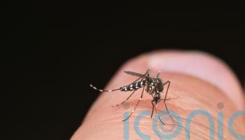 What is dengue fever and am I at risk?