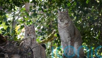 Lynx enclosure unveiled in ‘major milestone’ for reintroduction to British wild