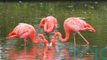 Search launched as Frankie the flamingo takes flight