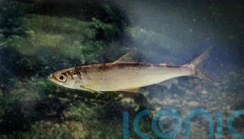 Rare Ice Age fish thriving in loch in southern Scotland