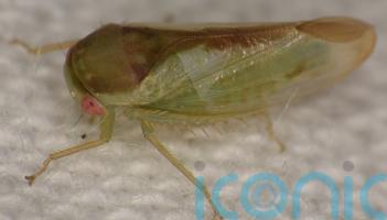 Genitals under the microscope: seven new species of frog-like insect discovered