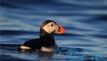 Puffins make a comeback on Isle of Muck after 25 years