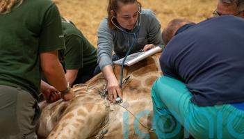 Safari park successfully operates on 500kg giraffe in high-risk procedure