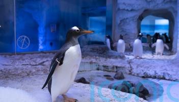 Aquarium owners pledge to listen to ‘constructive ideas’ about captive penguins