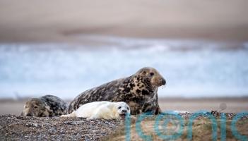 Solar-powered webcam set up to livestream England’s largest grey seal colony