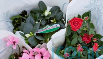 Why are my festive houseplants not flowering?