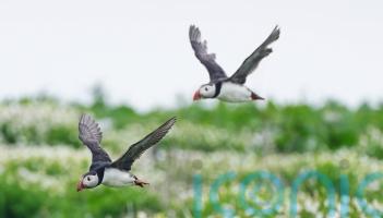 Puffin numbers down by almost a quarter on Farne Islands, annual survey shows