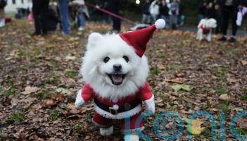 Deck the paws: Dozens of dogs don Christmas jumpers for parade