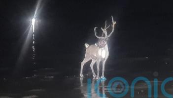 Runaway reindeer sparks huge emergency operation