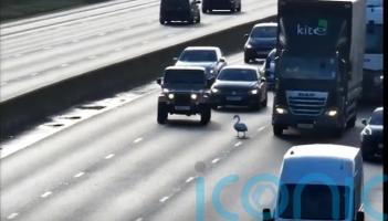 Swan saved after stopping motorway traffic
