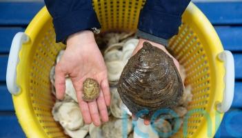 European flat oysters ‘thriving’ in Firth of Forth