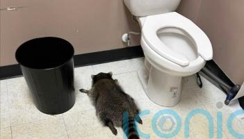 Drunken raccoon who broke into US liquor store found passed out in bathroom