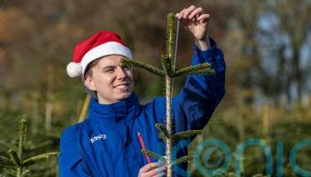 Tesco to give away hundreds of ‘wonky’ Christmas trees