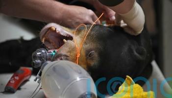 Sun bear undergoes procedure to remove cysts in bid to protect future of species