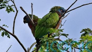 On the trail of St Lucia&rsquo;s &lsquo;small six&rsquo; rare and endangered species