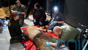 Lion pictured having &lsquo;critical&rsquo; procedure to help safeguard species