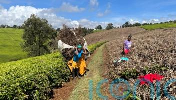 UK-backed project turning Kenya tea waste into clean energy and fertiliser