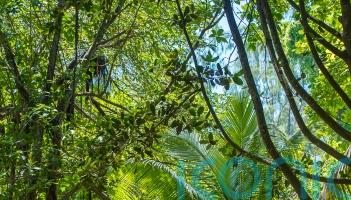 Beyond the beaches: Exploring the abundant wildlife of the Seychelles