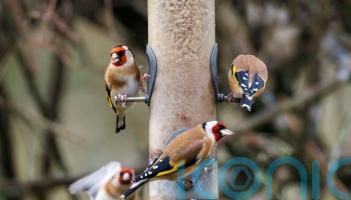 How safe is your bird feeder?