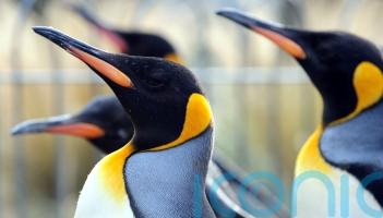 Zoo&rsquo;s penguin parade axed due to bird flu fears