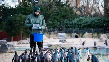 London Zoo celebrates bicentenary with annual stocktake