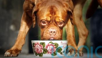 Scientists calculate true carbon footprint of premium dog foods