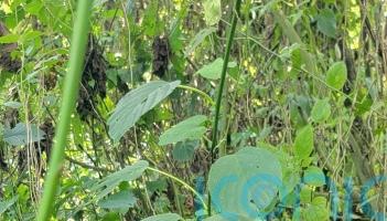 Rare twins born to mountain gorilla family in Virunga National Park