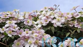 A beginner&rsquo;s guide to pruning clematis