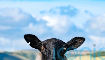 &lsquo;Other-worldly&rsquo; pic of giant trees wins South Downs National Park photo contest