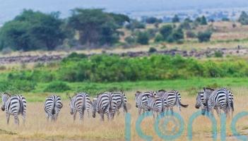 Booking a safari this year? How to make sure it&rsquo;s ethical