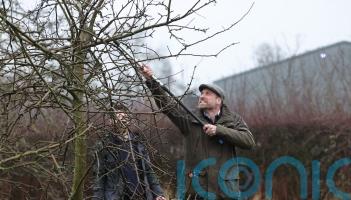 Prince of Wales branches out into tree-pruning on visit to family farm