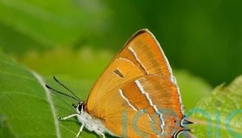 Egg hunt reveals record numbers for rare butterflies after hedges grow wild
