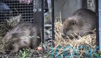Beavers released at two sites in Somerset to help restore river and wetland