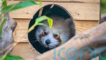 Hand-reared endangered red panda cub takes first steps in new habitat