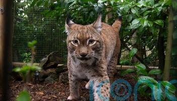 Eurasian lynx takes first steps in UK sanctuary after rescue from Ukraine