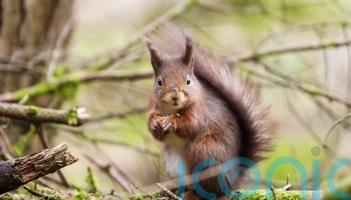 Campaign launched for endangered red squirrels to get emoji