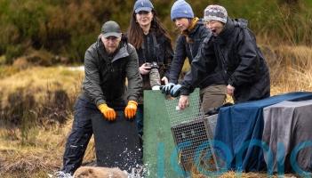 More beavers released in Highland glen in &lsquo;wildlife success story&rsquo;