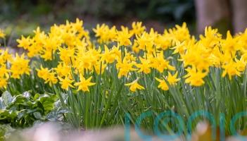 Warmer weather set to bring &lsquo;welcome explosion&rsquo; of spring colour, RHS says