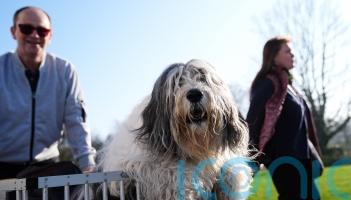 In Pictures: Pawsitively fetching display as dogs arrive for day one at Crufts