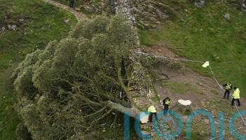 Sycamore Gap sapling planted at eastern end of Hadrian&rsquo;s Wall