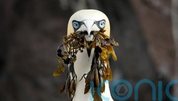 Activists protest outside Holyrood as guga hunt petition reaches 100,000 names