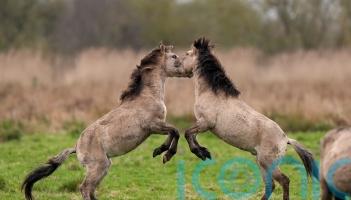 Stallions engage in horse play during nature reserve sparring