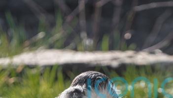 Endangered monkey gives birth after pioneering operation to save foot