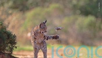 Playful lynx wins public vote in Wildlife Photographer of the Year competition