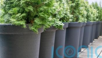 Who says conifers are boring?