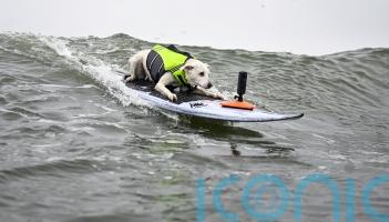 Sugar the surfing dog, first canine inducted into Surfers&rsquo; Hall of Fame, dies