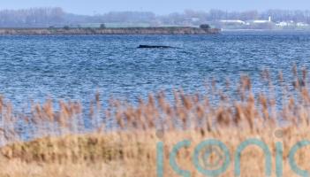 Humpback whale stranded again as odyssey off Baltic Sea coast stretches on