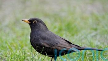 Virus with links to yellow fever discovered in Scotland for first time